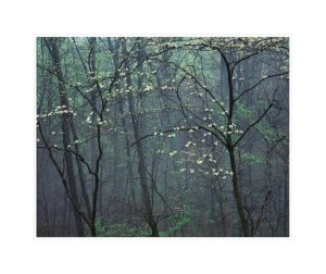 Dogwoods by Larry Bennett Photography