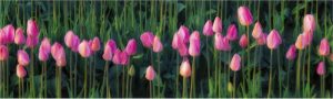 Pink Tulips by Larry Bennett Photography
